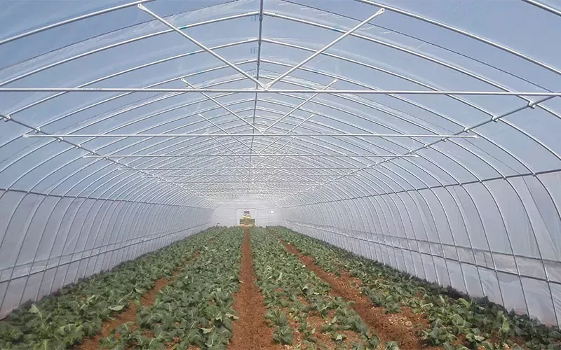 Indikasi Performance Greenhouse Plastik