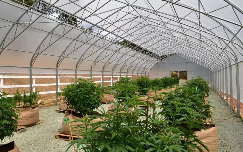 Greenhouse Film Cannabis Medis: Game-Gamang ing Industri