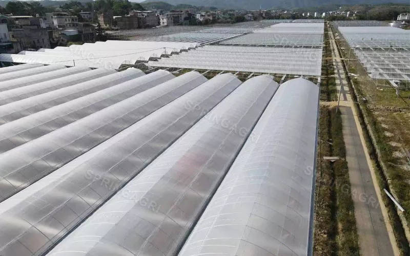 Ekonomis Multispan PE Plastic Agriculture Greenhouse