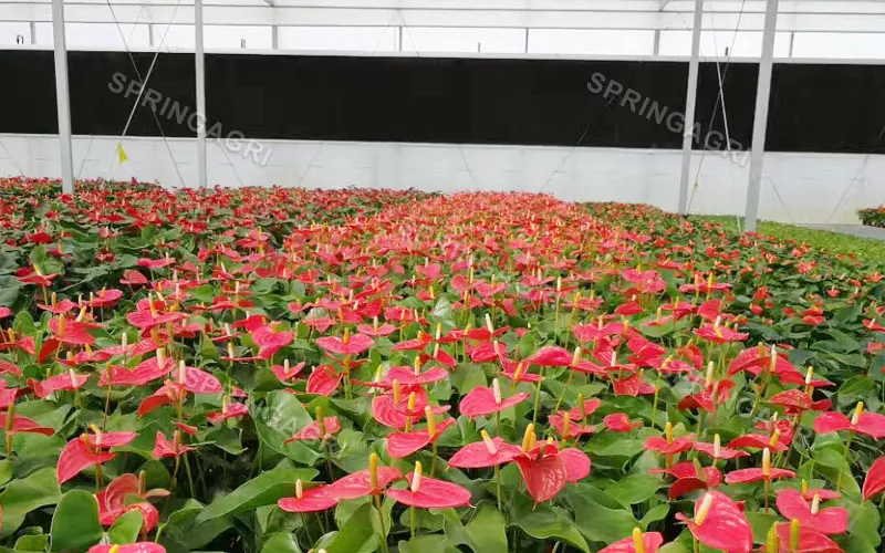 Multispan Anthurium Greenhouse for Sale