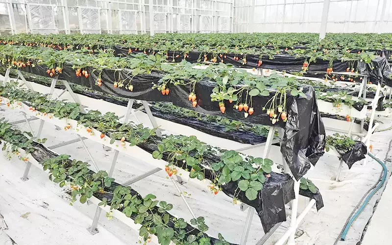 Stroberi lan Blueberry Greenhouse